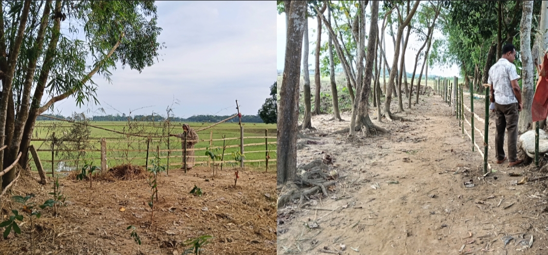 বড়লেখায় ৫০ বছরের পুরোনো রাস্তা বাঁশের বেড়া দিয়ে বন্ধের অভিযোগ, অবরুদ্ধ ৫ পরিবার