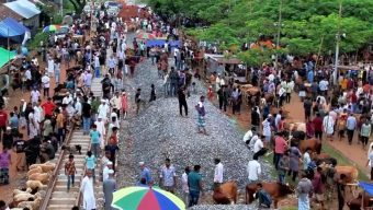 সবুজে ঘেরা বড়লেখার হাজীগঞ্জ পশুর হাট: ক্রেতা-বিক্রেতার উপচে পড়া ভিড়, তবে নেই প্রাণিসম্পদ বিভাগের তদারকি